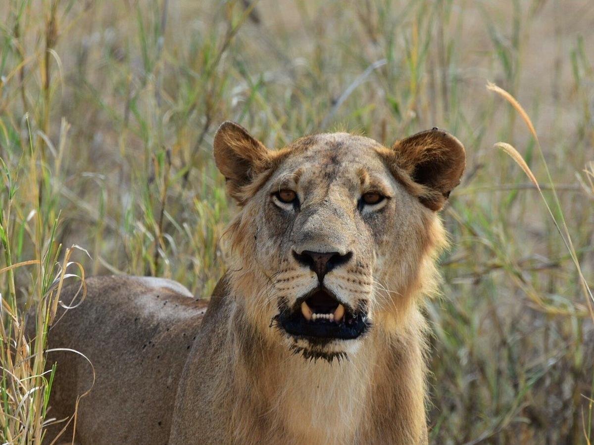 Short Escape — Tarangire & Ngorongoro in Four Days