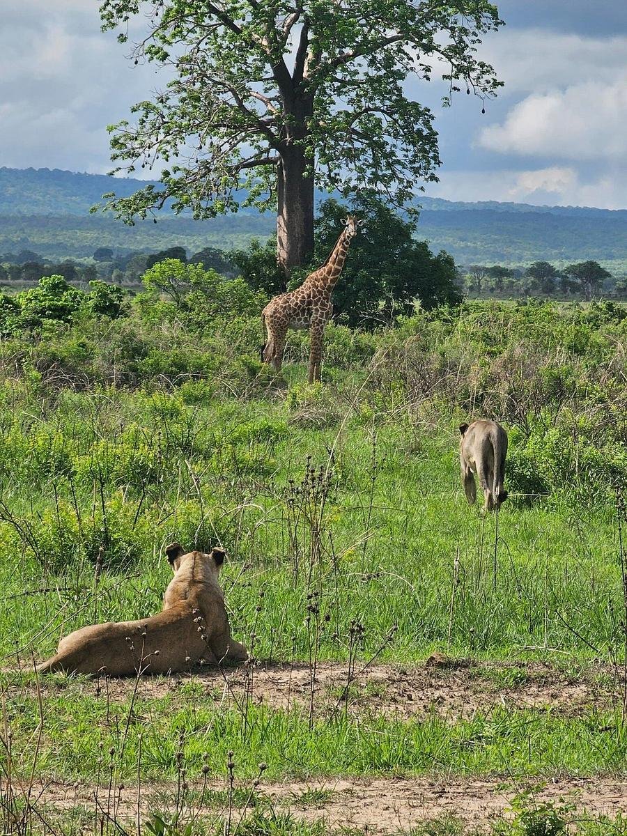 Lions resting on open ground below a baobab, a giraffe browsing beyond