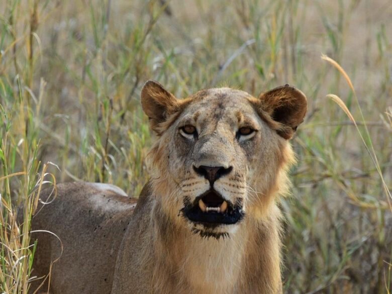 Short Escape: Tarangire & Ngorongoro in Four Days