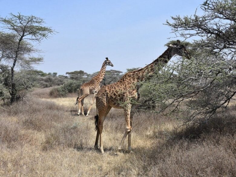 Unhurried Serengeti: Five Nights, One Park