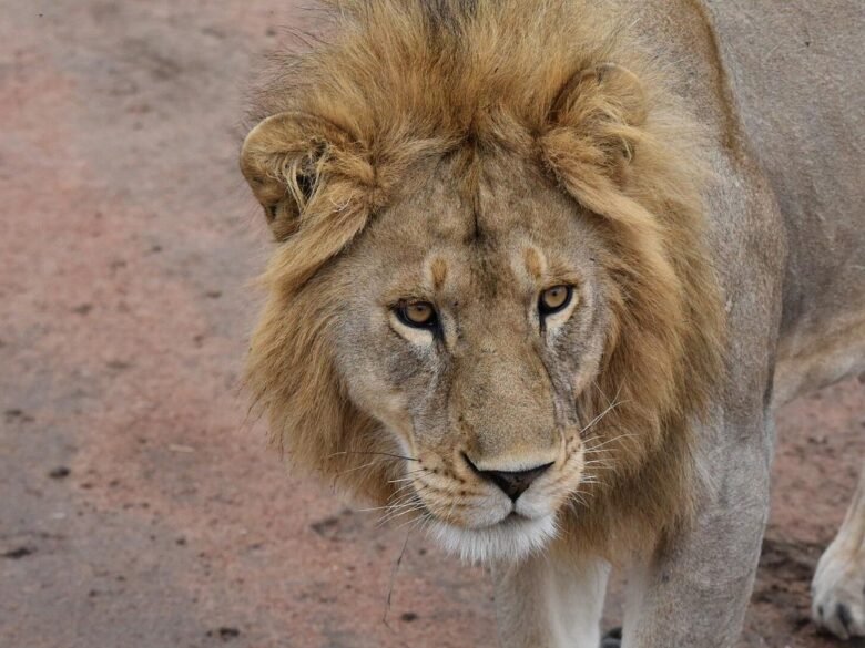 Tarangire Day Safari